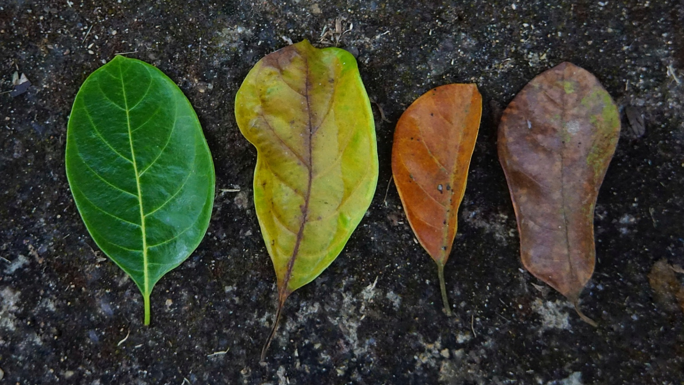 Four colourful autumn leaves symbolising growth, change, resilience, and balance during life transitions, representing energy healing and holistic support